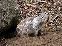 FAUNE 4 (7).JPG